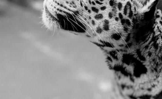 טיגריס מסתכל קדימה